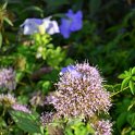 Trachelium coeruleum 'Jemmy rose antique'